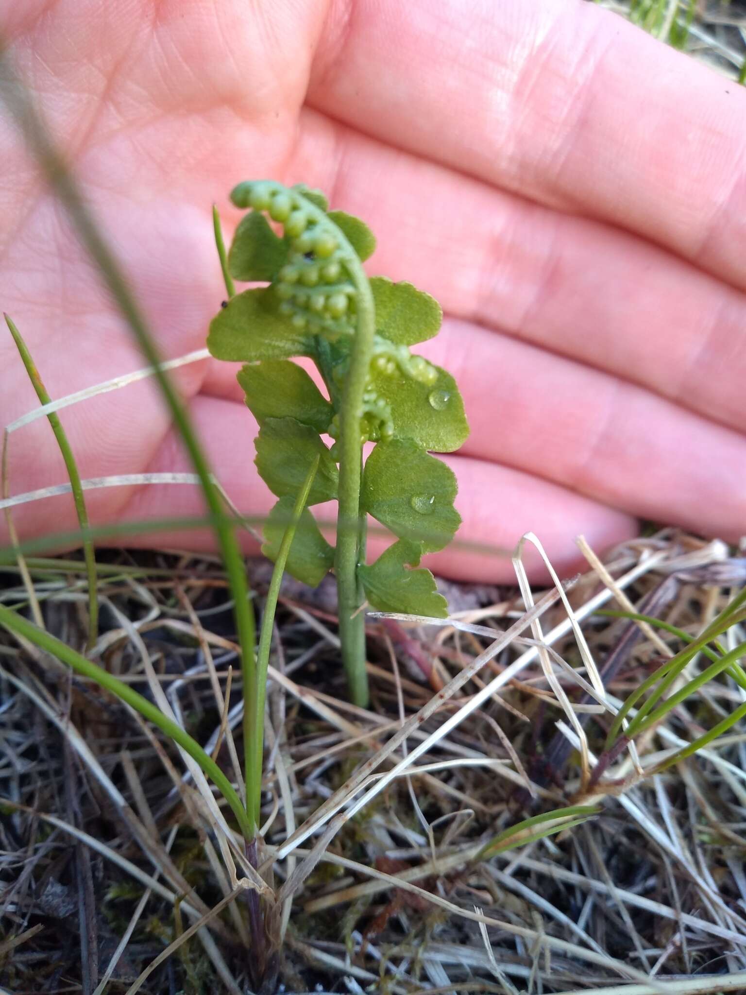 Image of Botrychium neolunaria Stensvold & Farrar