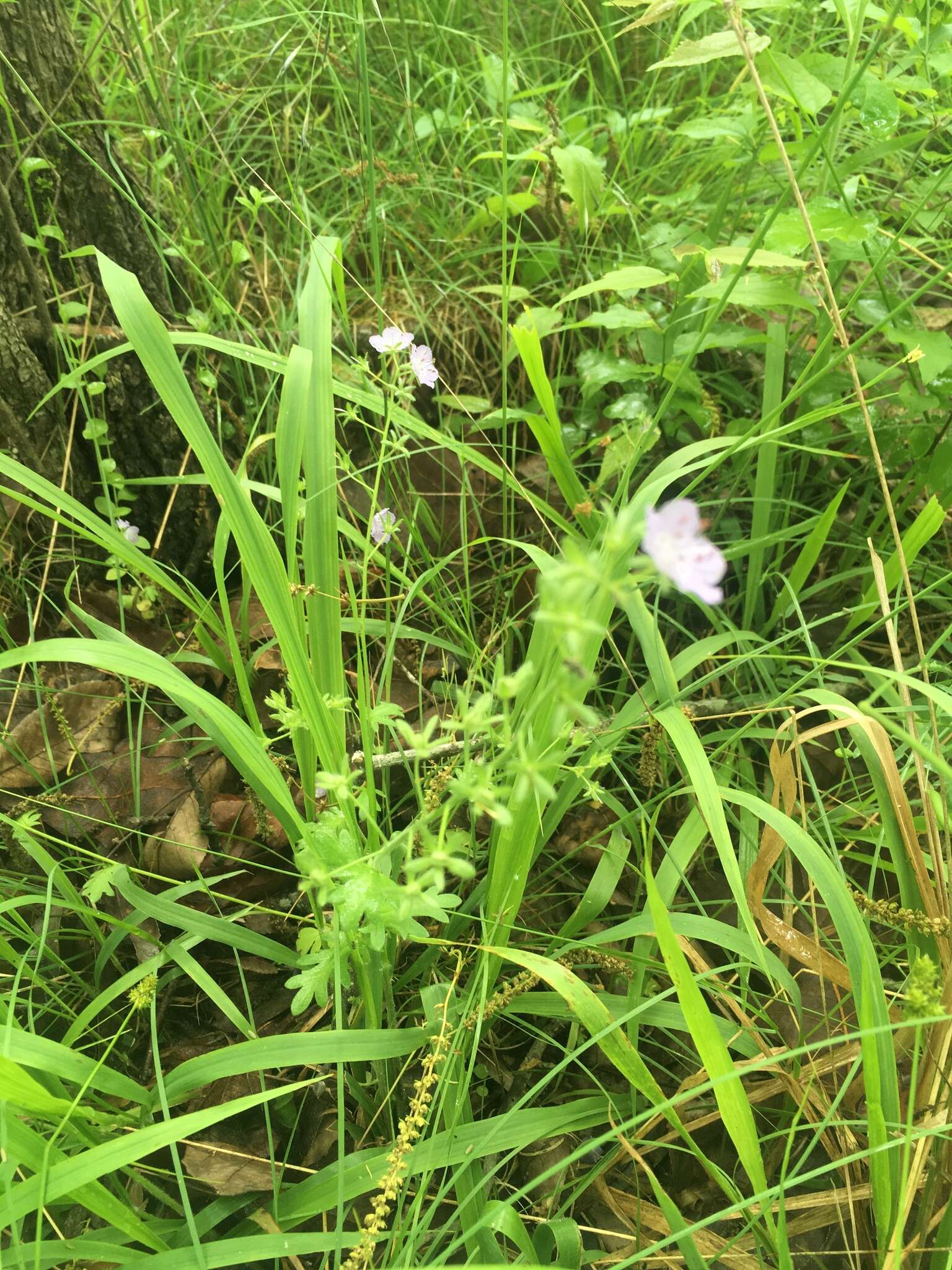 Sivun Phacelia hirsuta Nutt. kuva