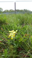 Image of Primula veris subsp. veris