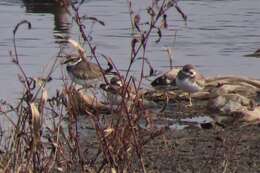 Charadrius placidus Gray, JE, Gray & GR 1863 resmi