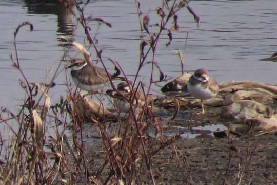 Image of Long-billed Plover