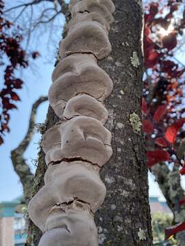 Plancia ëd Phellinus pomaceoides L. W. Zhou & Y. C. Dai 2016