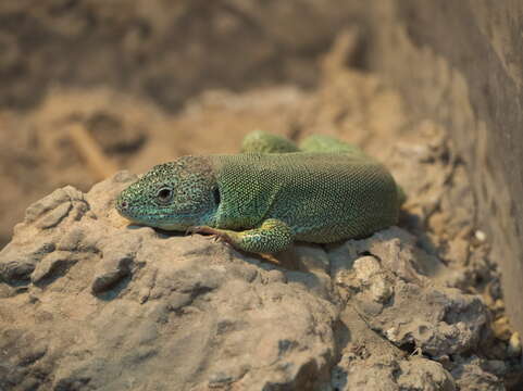 Image of Balkan Green Lizard