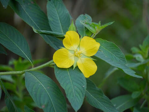 Plancia ëd Ludwigia peruviana (L.) Hara