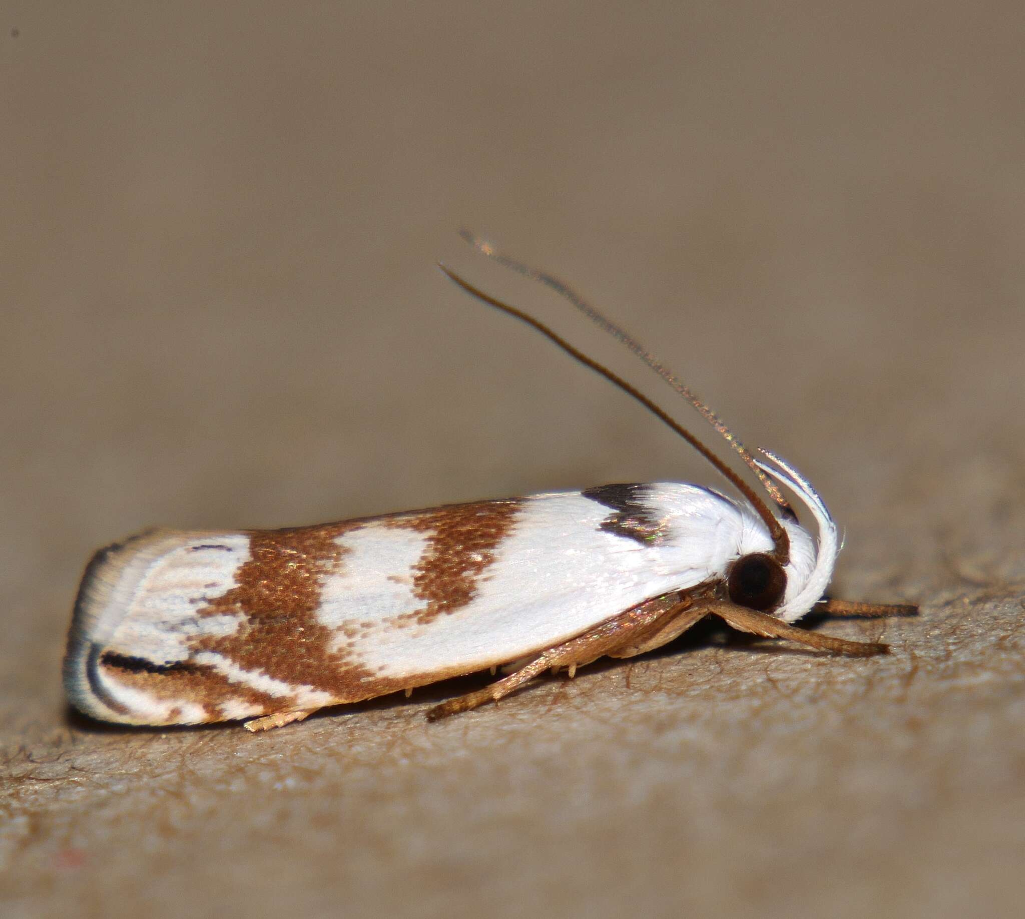 Image of Plectophila pyrgodes Turner 1897