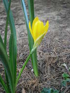 Image of winter daffodil