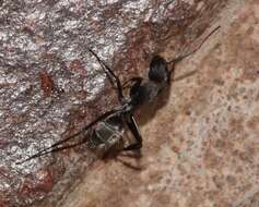 صورة Camponotus cinctellus (Gerstaecker 1859)