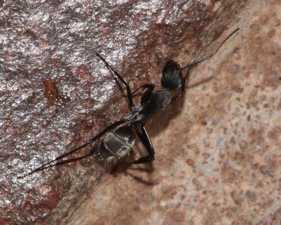 صورة Camponotus cinctellus (Gerstaecker 1859)