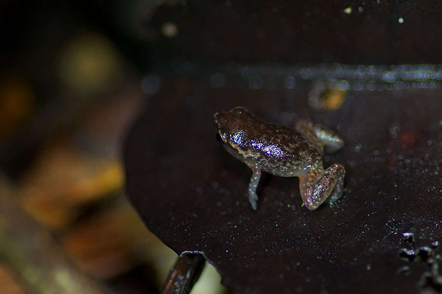 Image of Chiasmocleis carvalhoi (Nelson 1975)