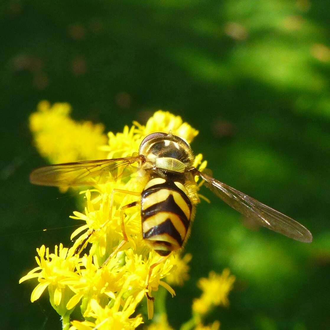 Image of Dasysyrphus albostriatus (Fallen 1817)