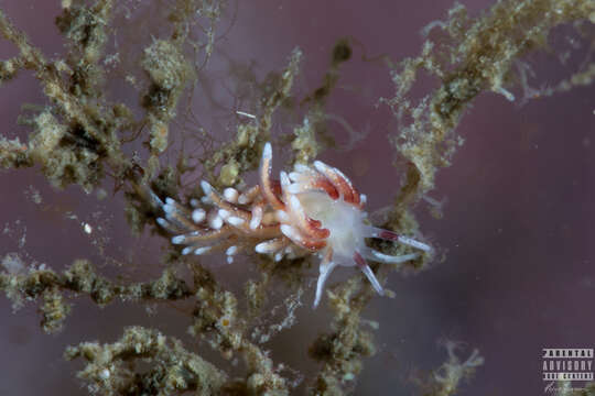 Image of Rubramoena rubescens (Picton & G. H. Brown 1978)