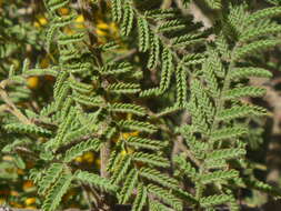 Sivun Acacia cardiophylla A. Cunn. ex Benth. kuva