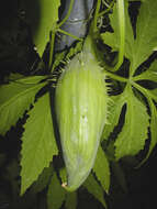 Image of cyclanthera