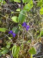 Sivun Viola sagittata var. ovata (Nutt.) Torr. & A. Gray kuva