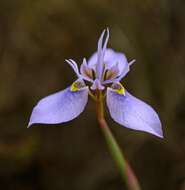 Слика од Moraea algoensis Goldblatt