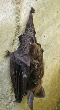 Image of Tropical Big-eared Brown Bat