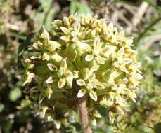 Asclepias crispa Berg.的圖片