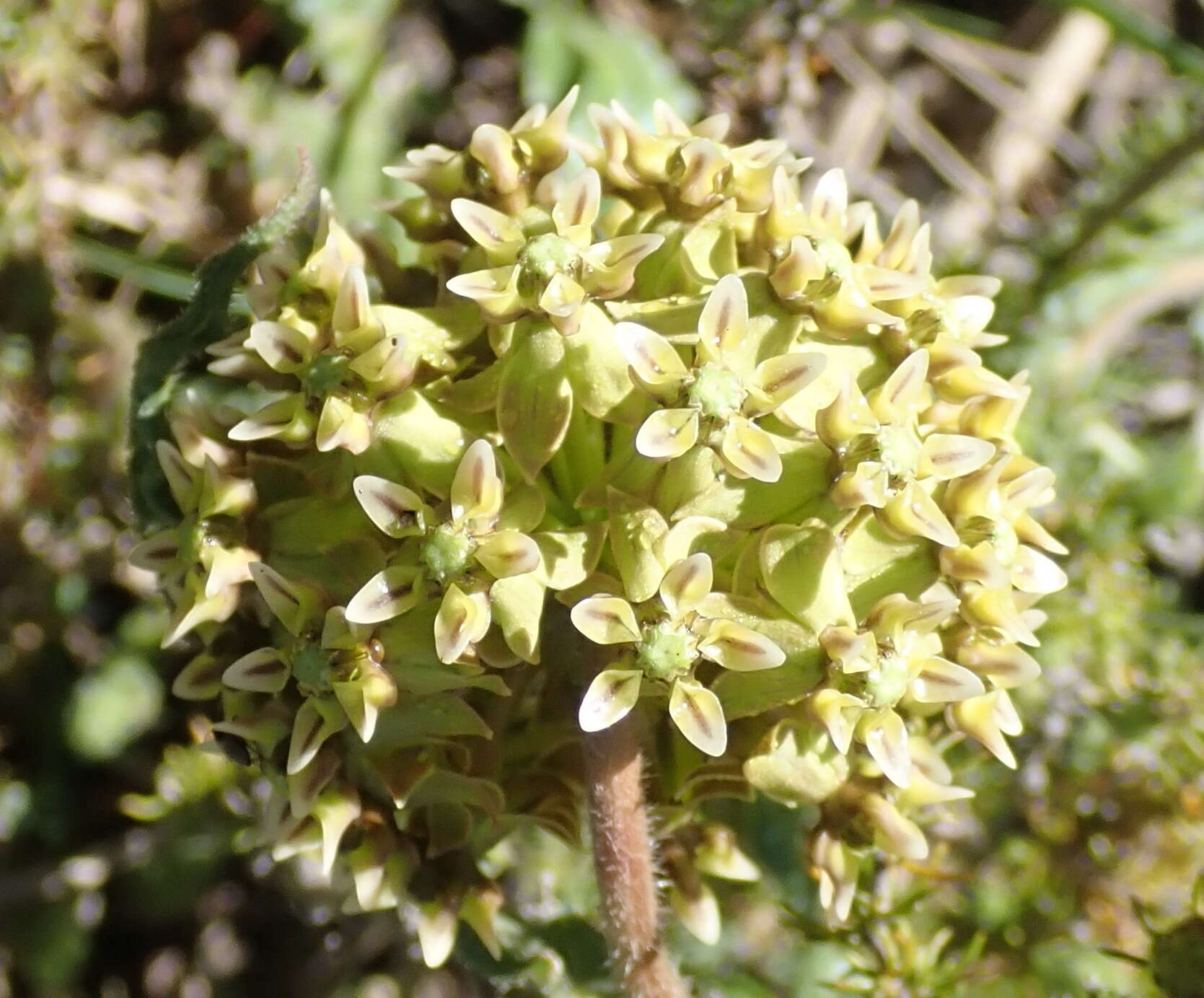 Asclepias crispa Berg.的圖片