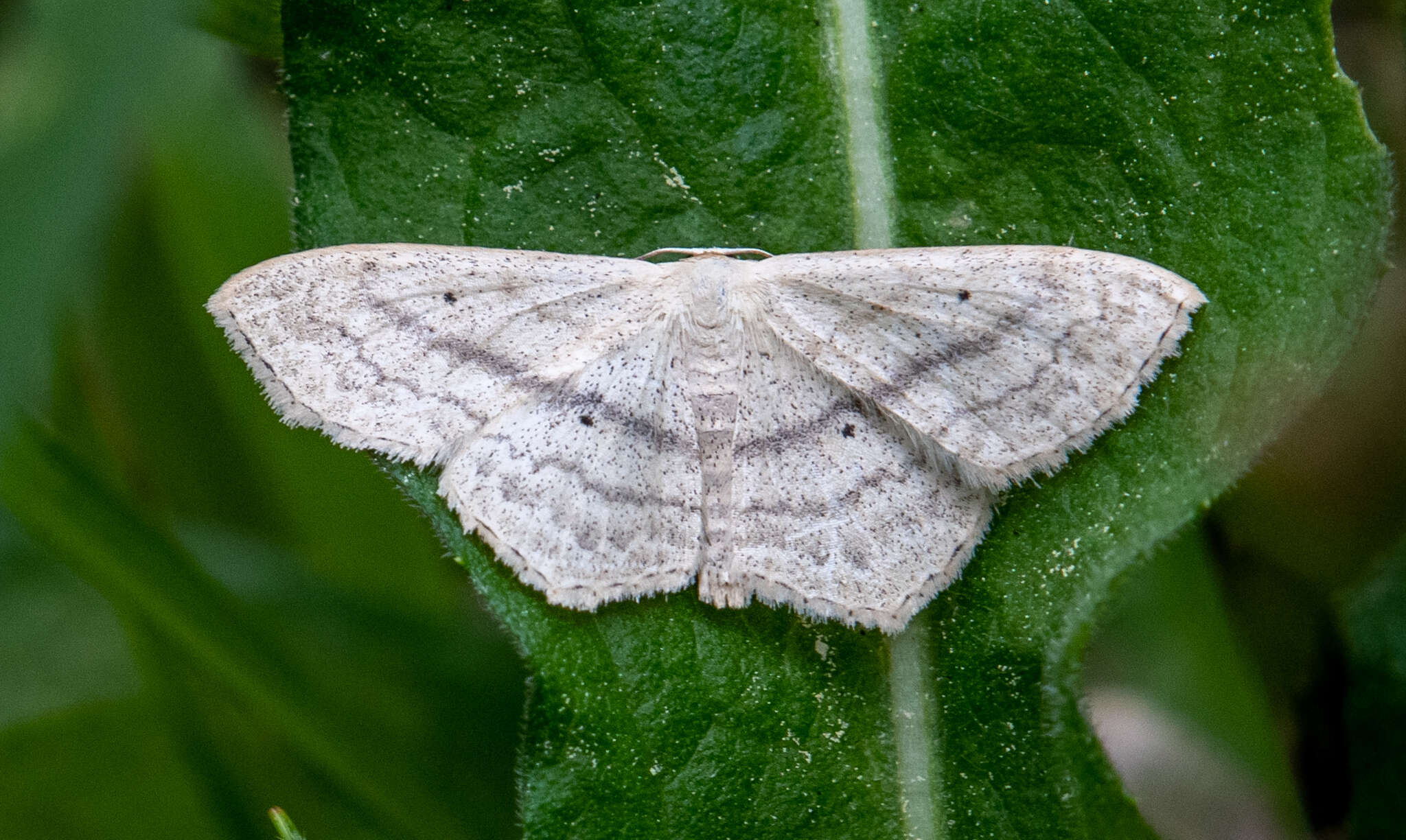 Scopula nigropunctata Hüfnagel 1767的圖片