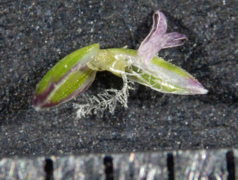 Image of Poa meionectes Vickery