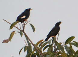 Image of Crested Myna