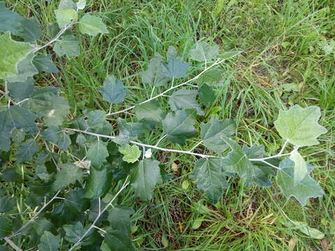 Image of Grey poplar