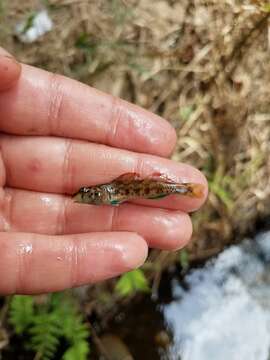 Image of Turquoise darter