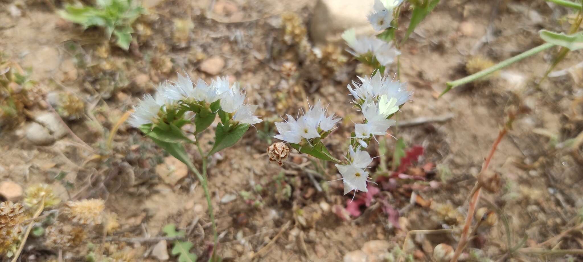 Imagem de Limonium thouinii (Viv.) O. Kuntze