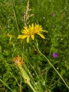 Pseudopodospermum strictum (Hornem.) Zaika, Sukhor & N. Kilian resmi