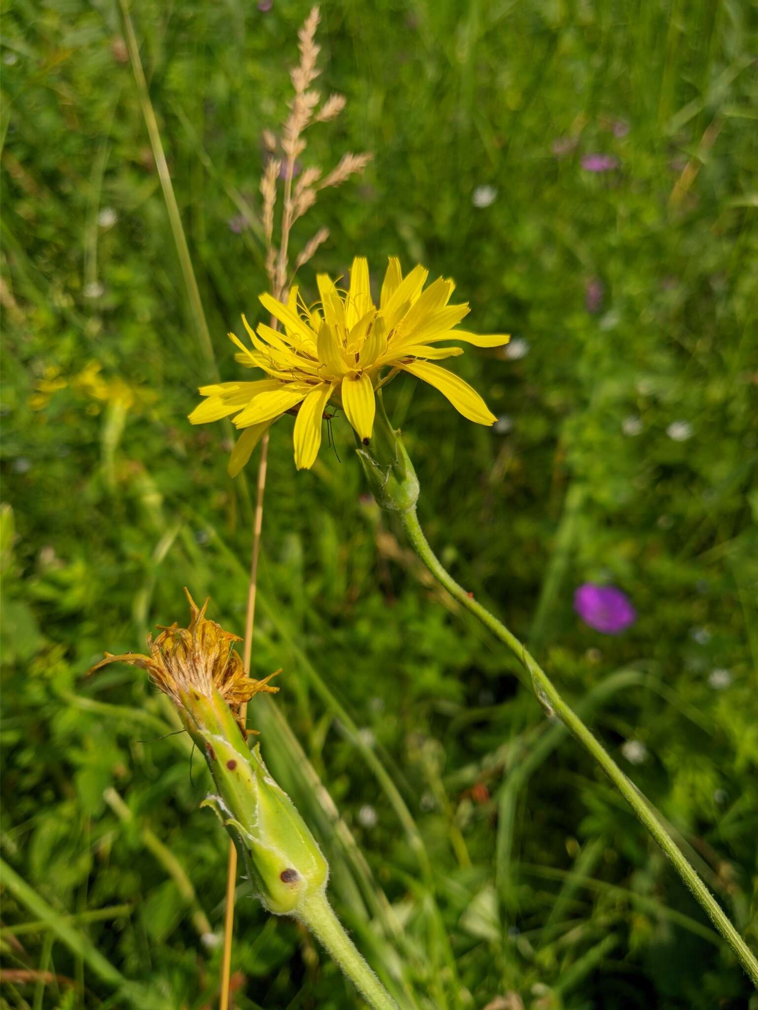 Pseudopodospermum strictum (Hornem.) Zaika, Sukhor & N. Kilian的圖片