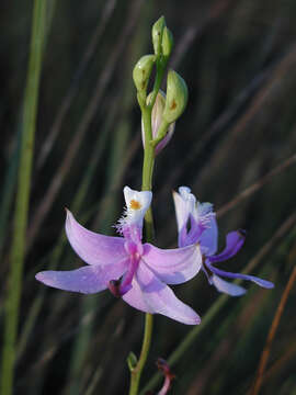 Image of tuberous grasspink