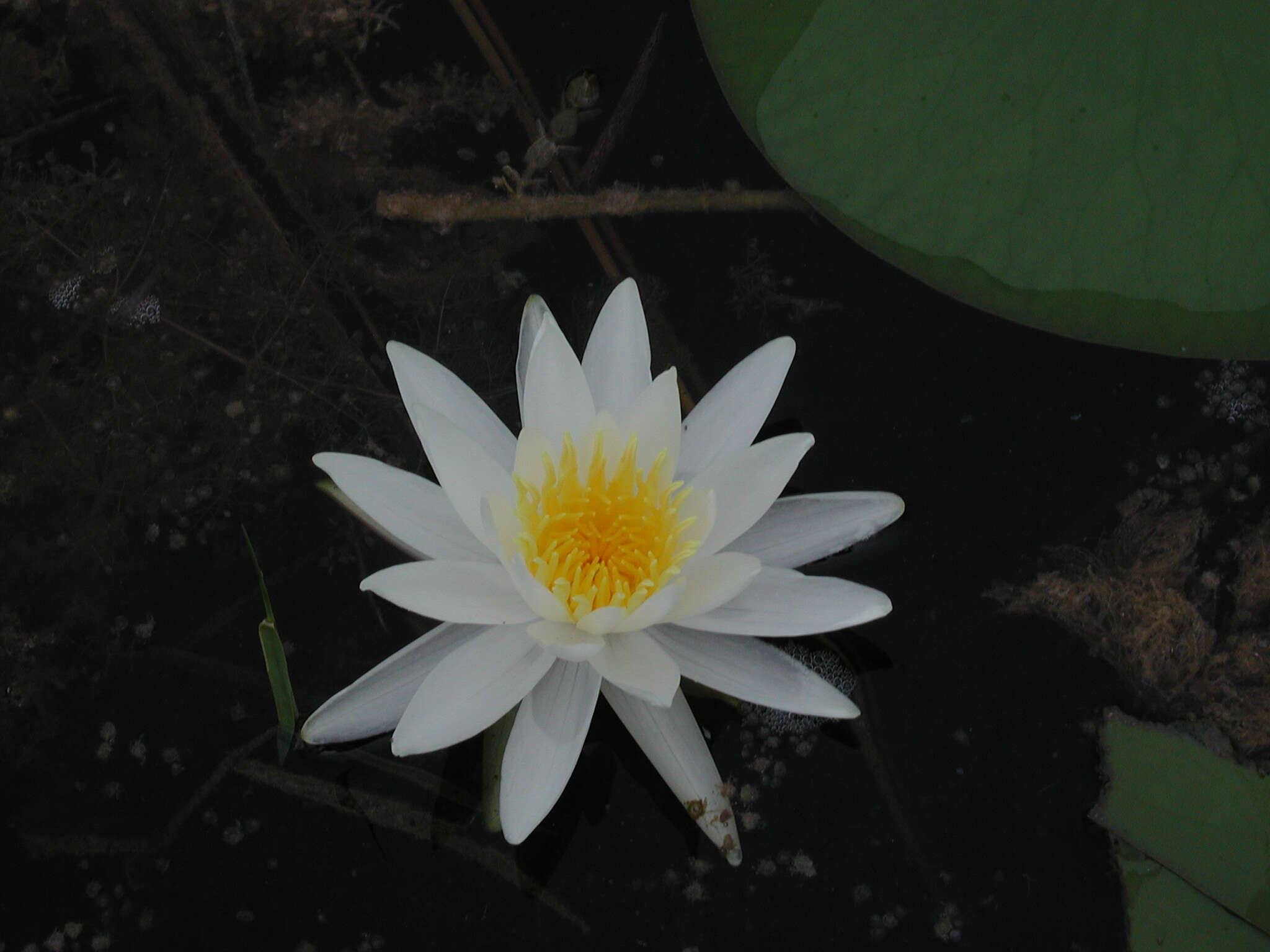 Image of American white waterlily