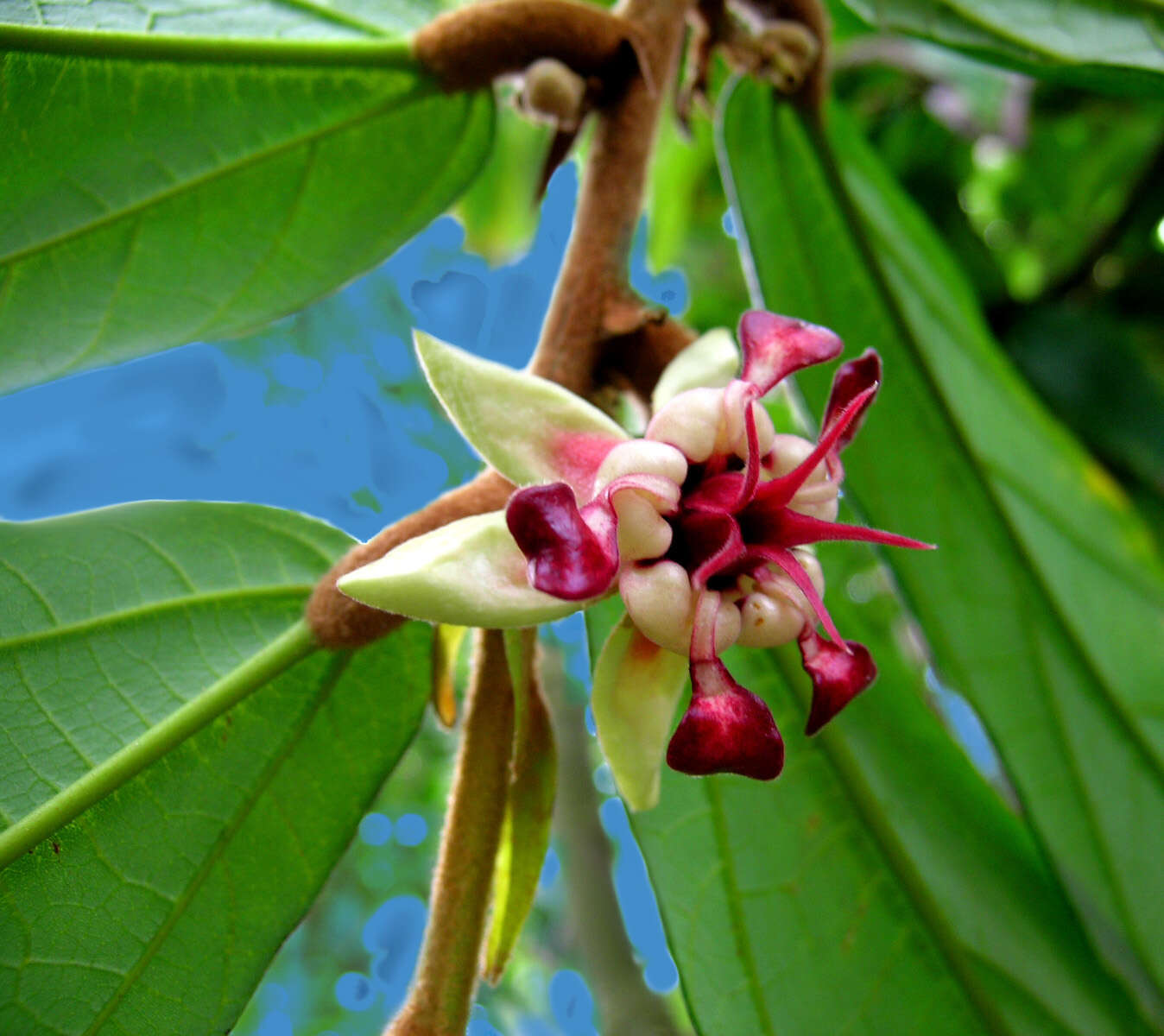 Image de Theobroma grandiflorum (Willd. ex Sprengel) Schumann