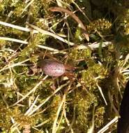 Image of Stemonyphantes lineatus (Linnaeus 1758)