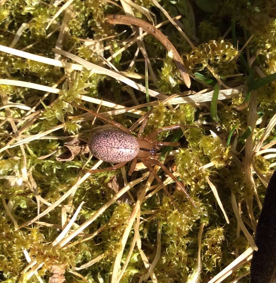 Plancia ëd Stemonyphantes lineatus (Linnaeus 1758)