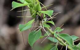 Imagem de Barleria rotundifolia Oberm.