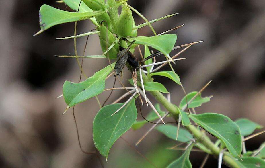 Imagem de Barleria rotundifolia Oberm.