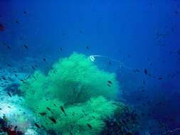 Image of black corals