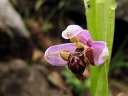 Image of ophrys