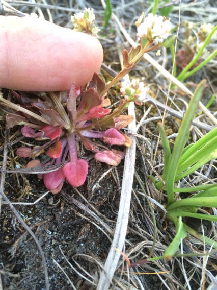 Image of Cochlearia groenlandica L.