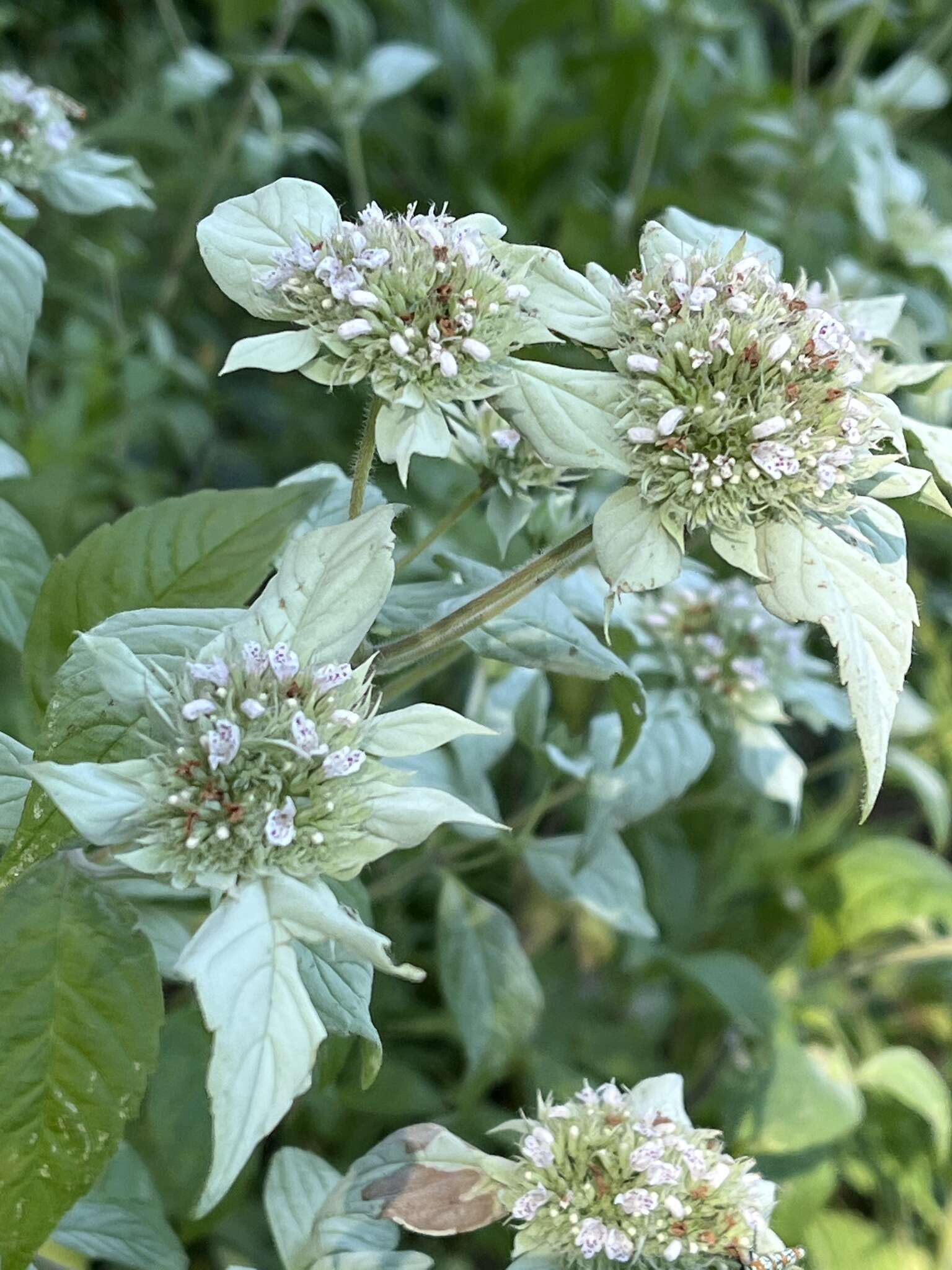 Image of southern mountainmint