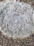 Image of rimmed lichen