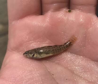 Image of Greenthroat Darter