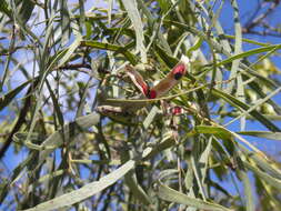 Acacia salicina Lindl. resmi