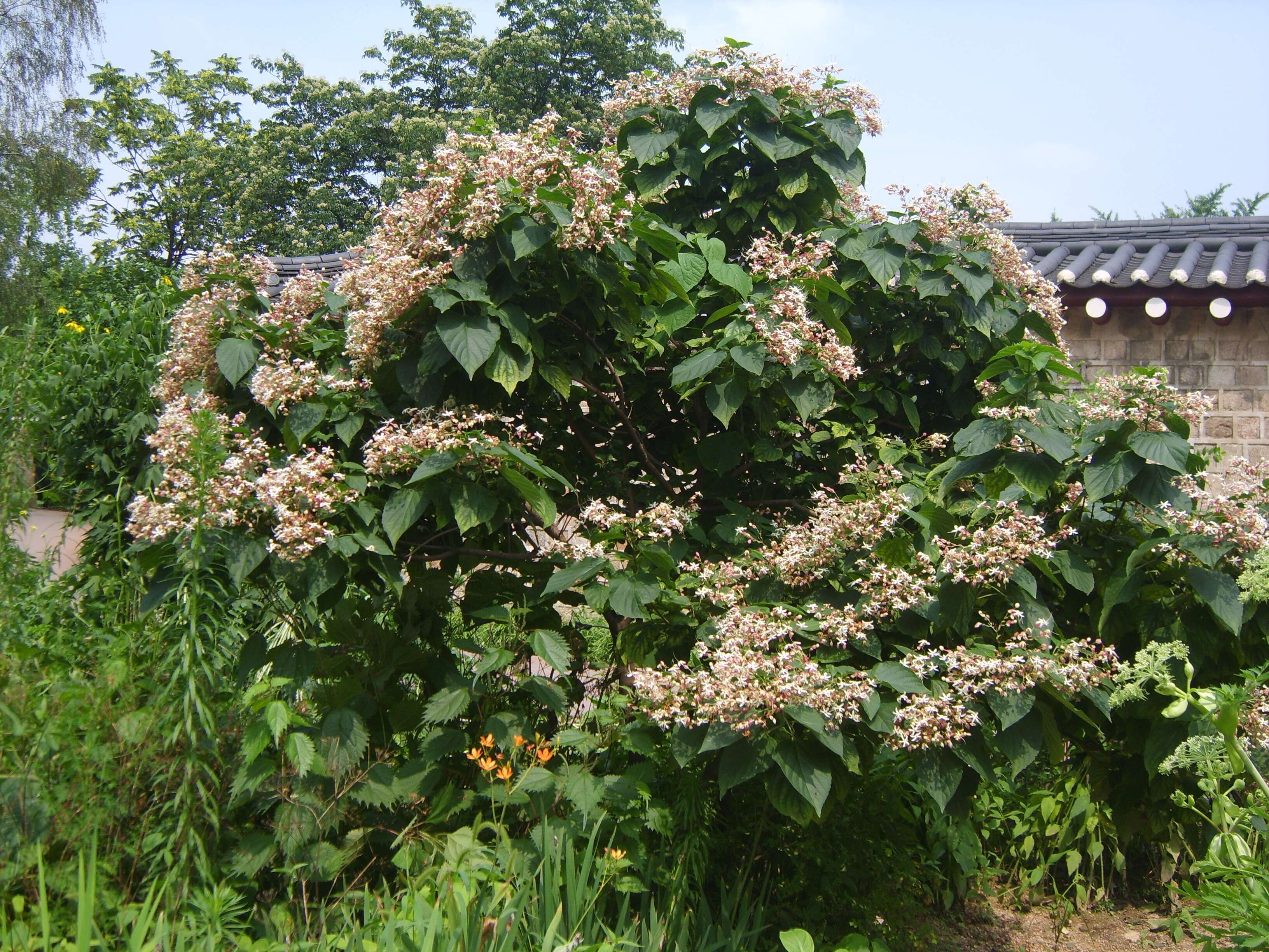 Imagem de Clerodendrum trichotomum Thunb.