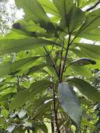 Image of Machilus japonica Sieb. & Zucc.