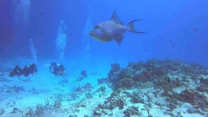 Image of Triggerfish