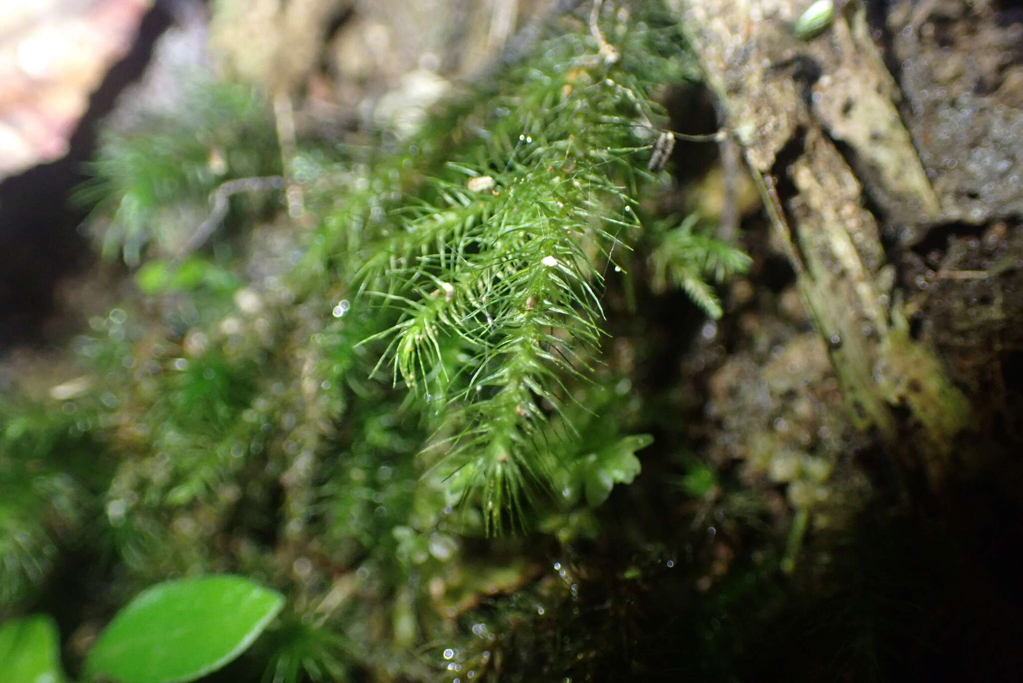 Image of <i>Echinodiopsis hispida</i>