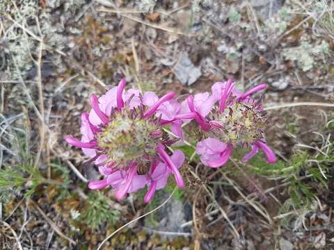 Imagem de Pedicularis rubens Stephan ex Willd.