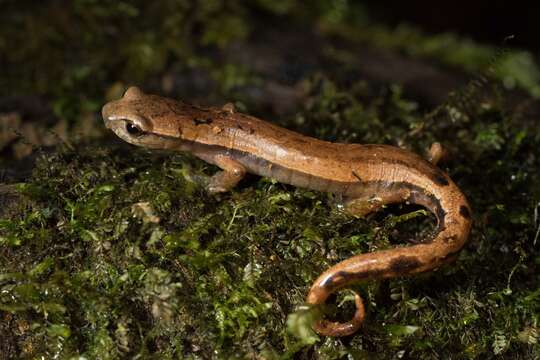 Image of Bolitoglossa helmrichi (Schmidt 1936)